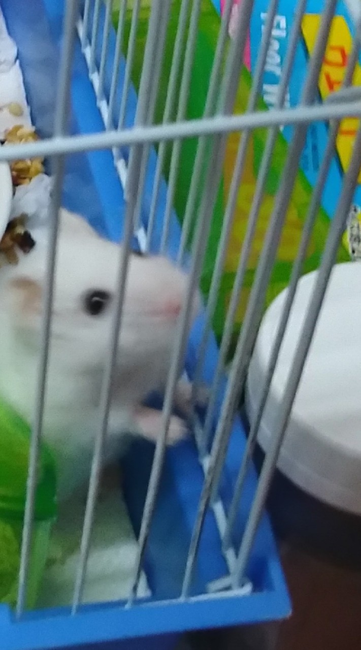 鼠鼠天地