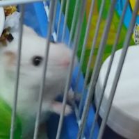 鼠鼠天地