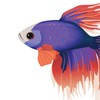 鬥魚小館