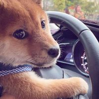 上車