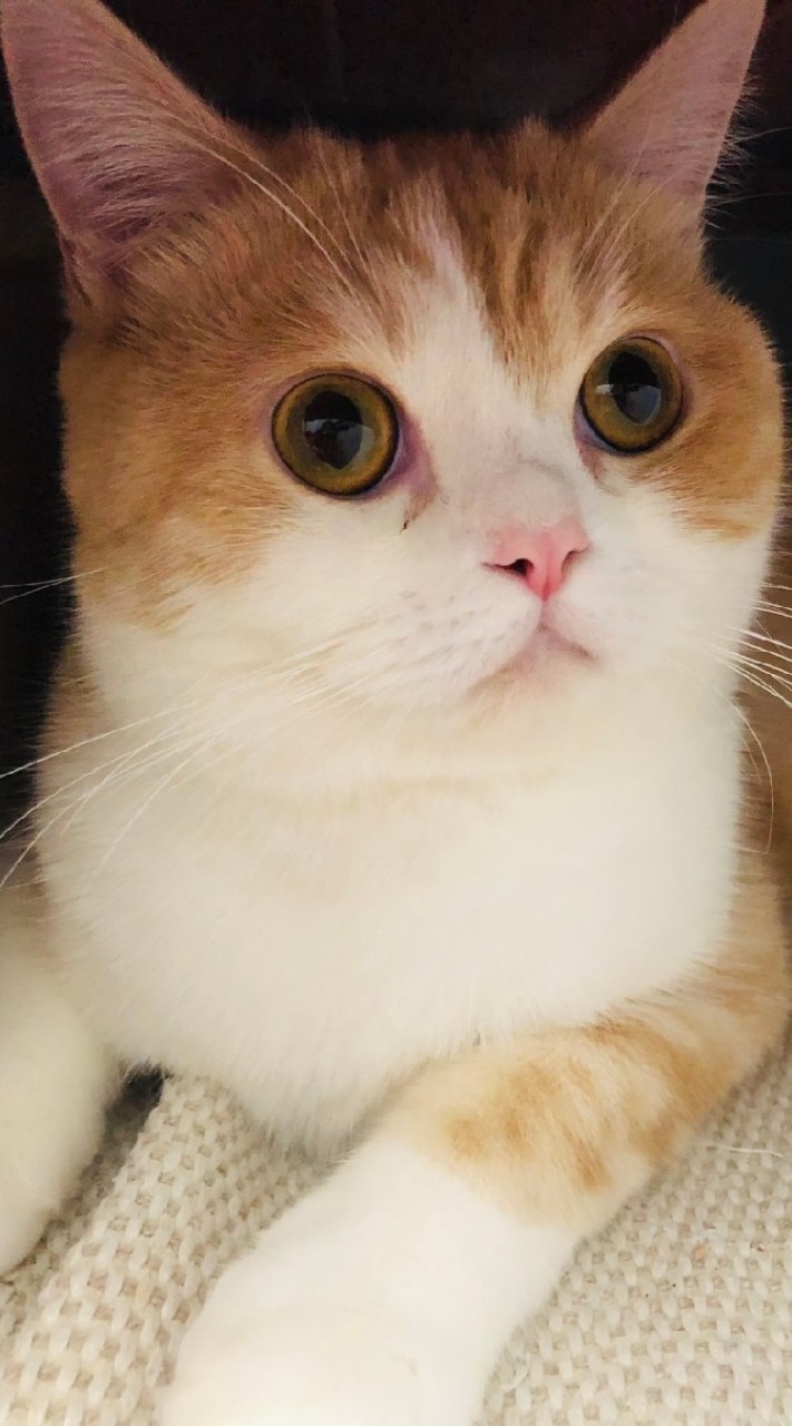 miki粉絲群
