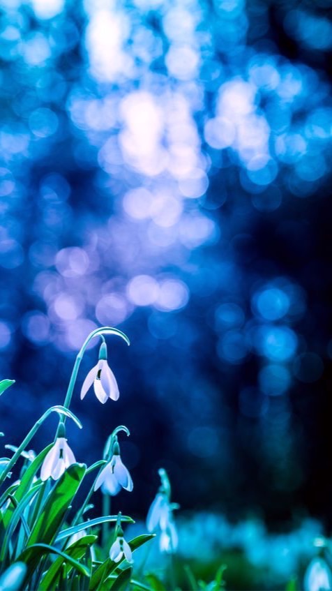 snowdropの群生地2