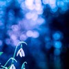 snowdropの群生地2