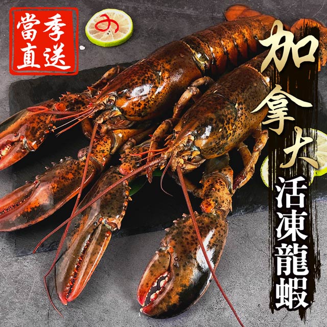 ►龍蝦極品，鮮甜多汁►肉質緊實，美味極佳►非常營養，高蛋白低脂肪