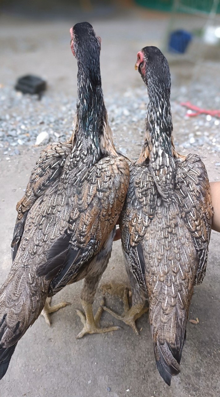 อ.ชนะศึก ไก่เยียร์เบอร์แข้ง