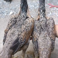 อ.ชนะศึก ไก่เยียร์เบอร์แข้ง