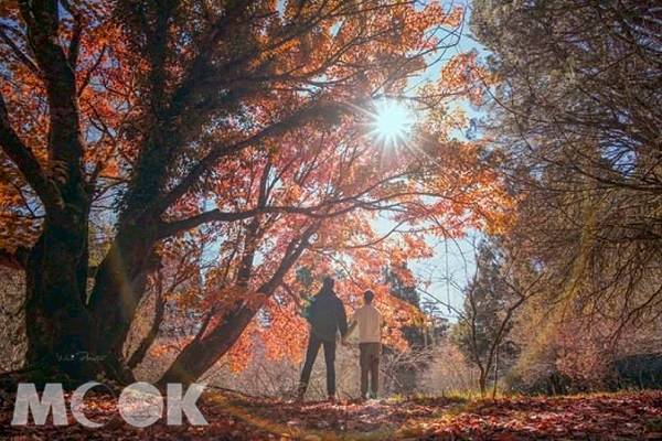 楓紅大景染山林 絕美仙境宛如異國 景點家 Line Today