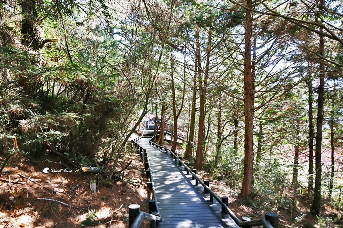 負離子、芬多精吸到飽！最強國家森林遊樂區TOP10：千年神木、免門票逛整天