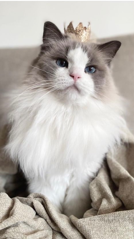 🐱貓狗鏟屎官、各類寵物經驗分享樂園、愛護動物協會、流浪動物收容保護。