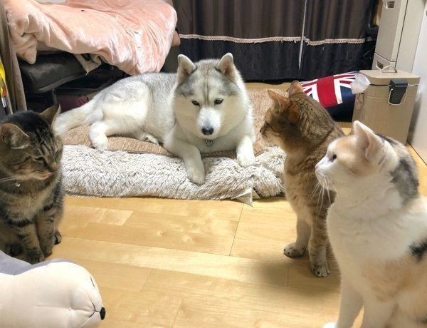 犬には関係なくない 猫たちが圧をかけているワケは