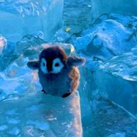動物好きあつまれ‼️