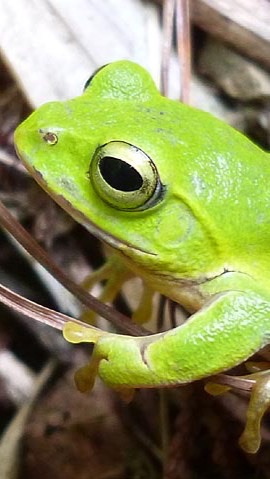 カエル掲示板