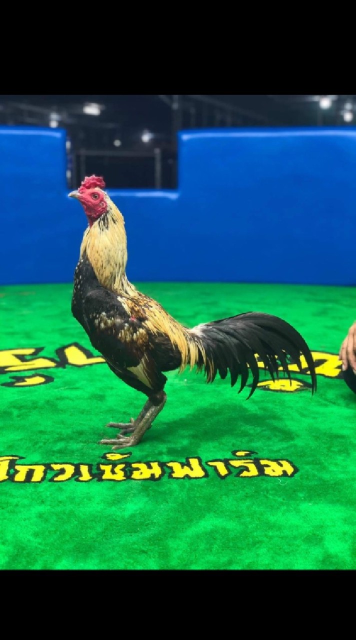 ซุ้มไก่ชน ส.สาศิริ ร้อยเอ็ด