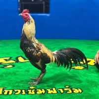 ซุ้มไก่ชน ส.สาศิริ ร้อยเอ็ด