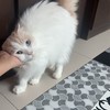 บ้านเปป by ซิน