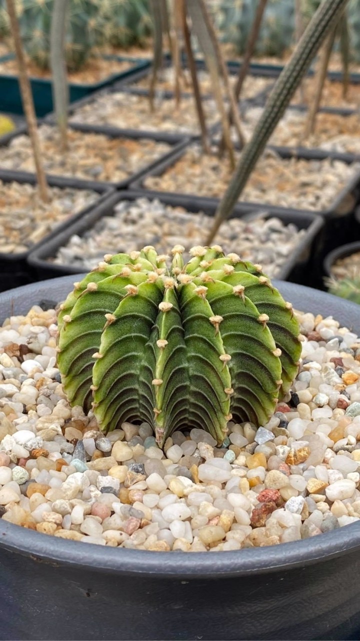 cactus & succulent