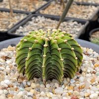 cactus & succulent