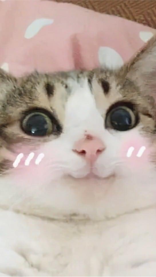 花蓮貓咪狗狗同樂會