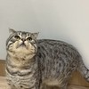 C有品種