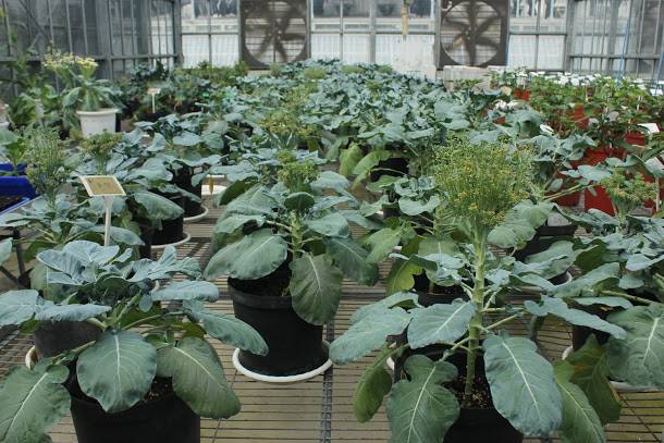  由小孢子誘導而來之青花菜在溫室中生長。   圖：農委會提供 