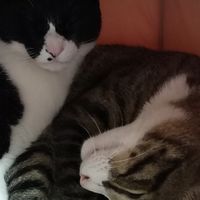 幻のかんばす鼠2020