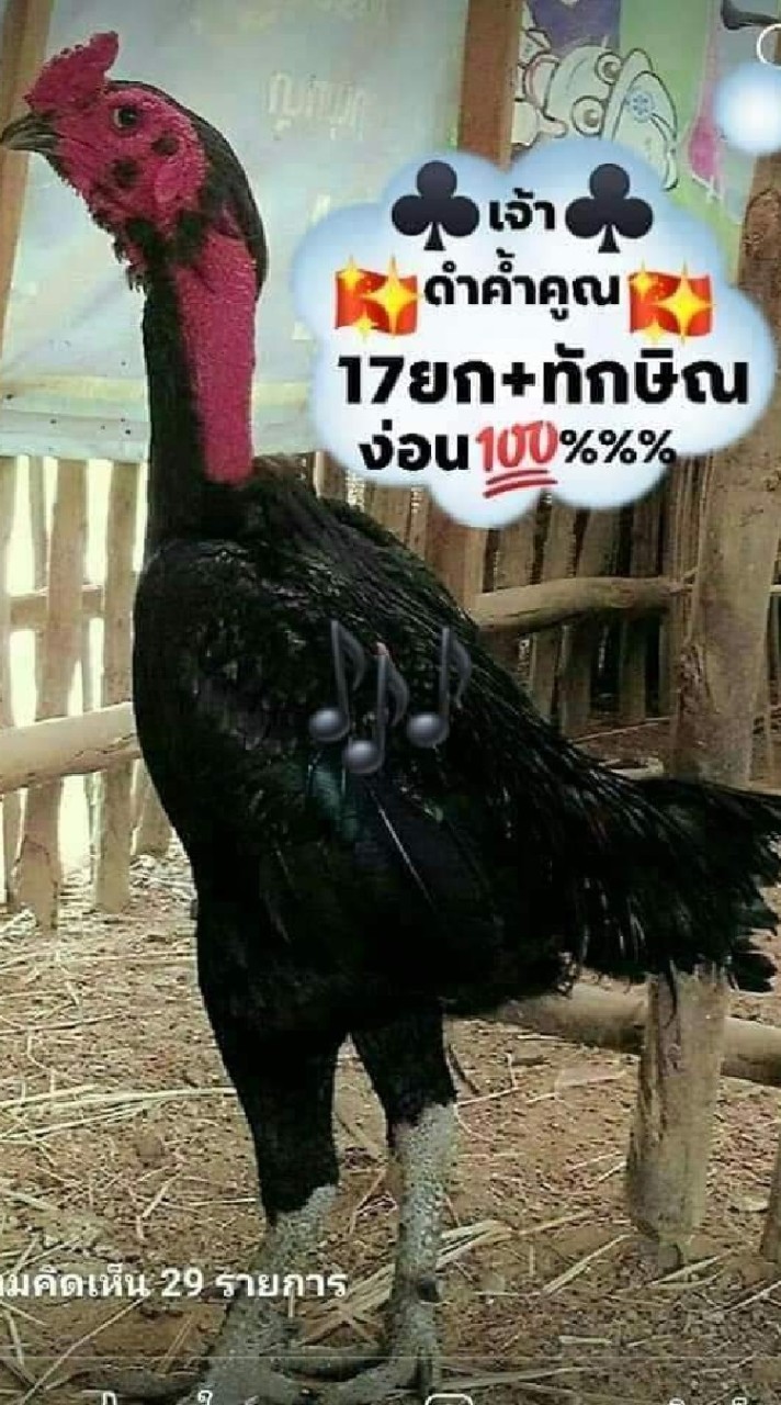 🐔ไก่ชนไก่ไซ่ง่อน