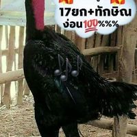 🐔ไก่ชนไก่ไซ่ง่อน
