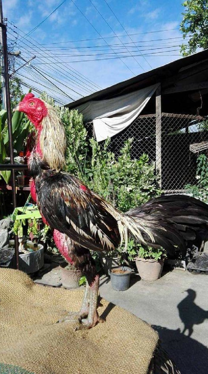 ไก่ชน ภาคเหนือ