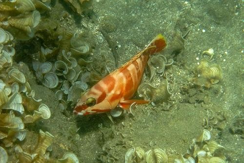 美味しすぎる幻の高級魚 一度食べると忘れられない 旨味で多くの人を魅了する この魚 知ってる オリーブオイルをひとまわしニュース