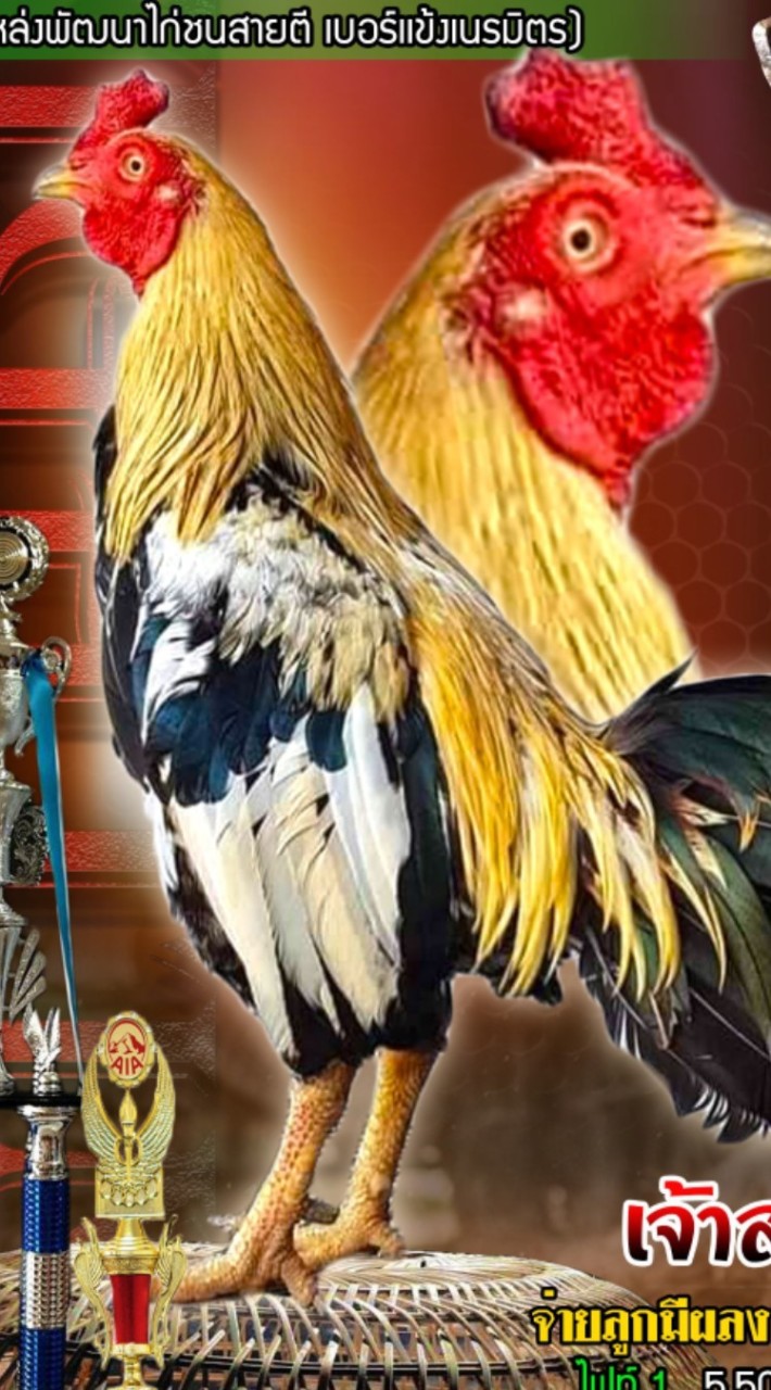 อาณาจักรไก่ชนพม่าสายตี  เหล่าสาปลดหนี้ (สายพัฒนา)