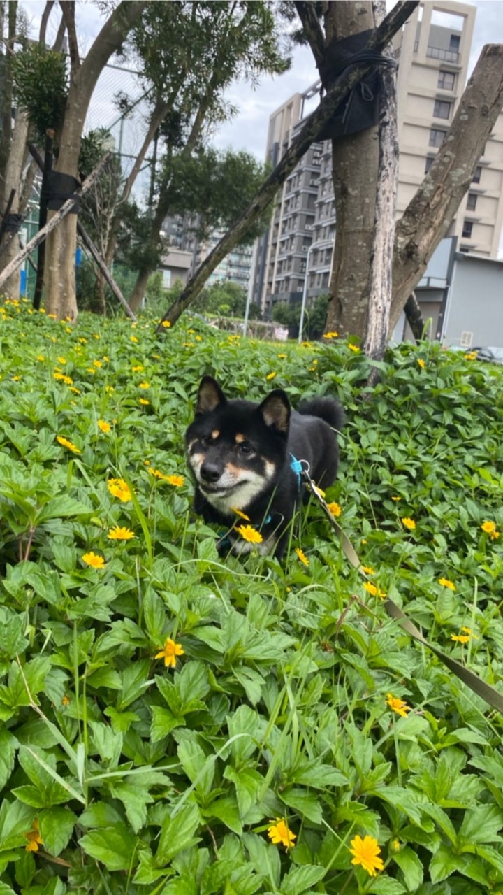 黑輪家