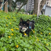 黑輪家