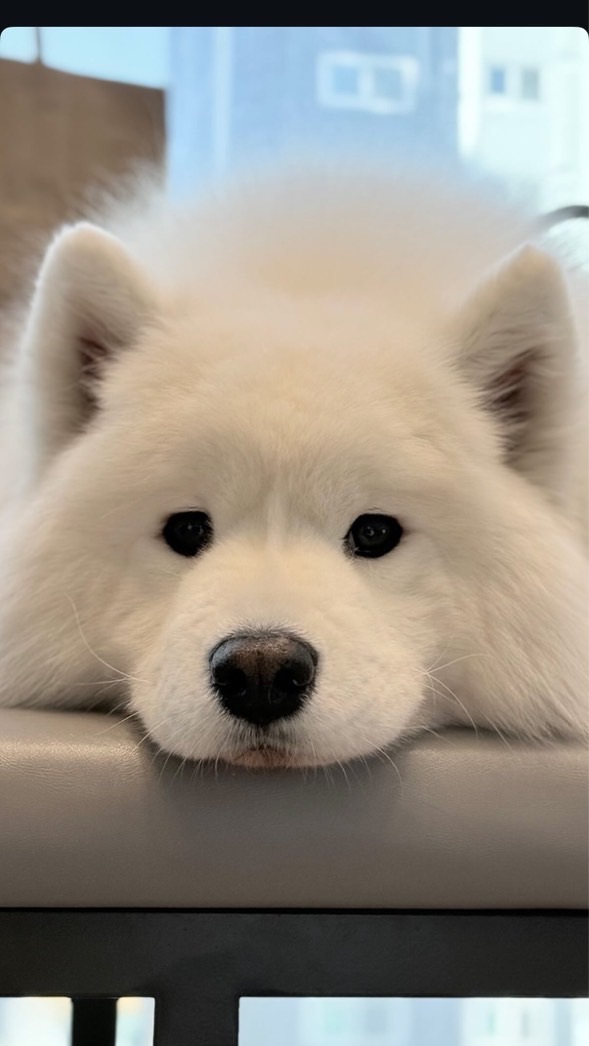 [ LMLY ] 可愛動物保護區