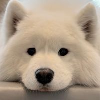 [ LMLY ] 可愛動物保護區