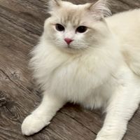 123木頭人