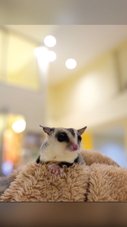 IloveSugarglider