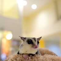 IloveSugarglider