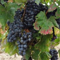 敷居ゼロ✨ワイン🍷コミュ横浜