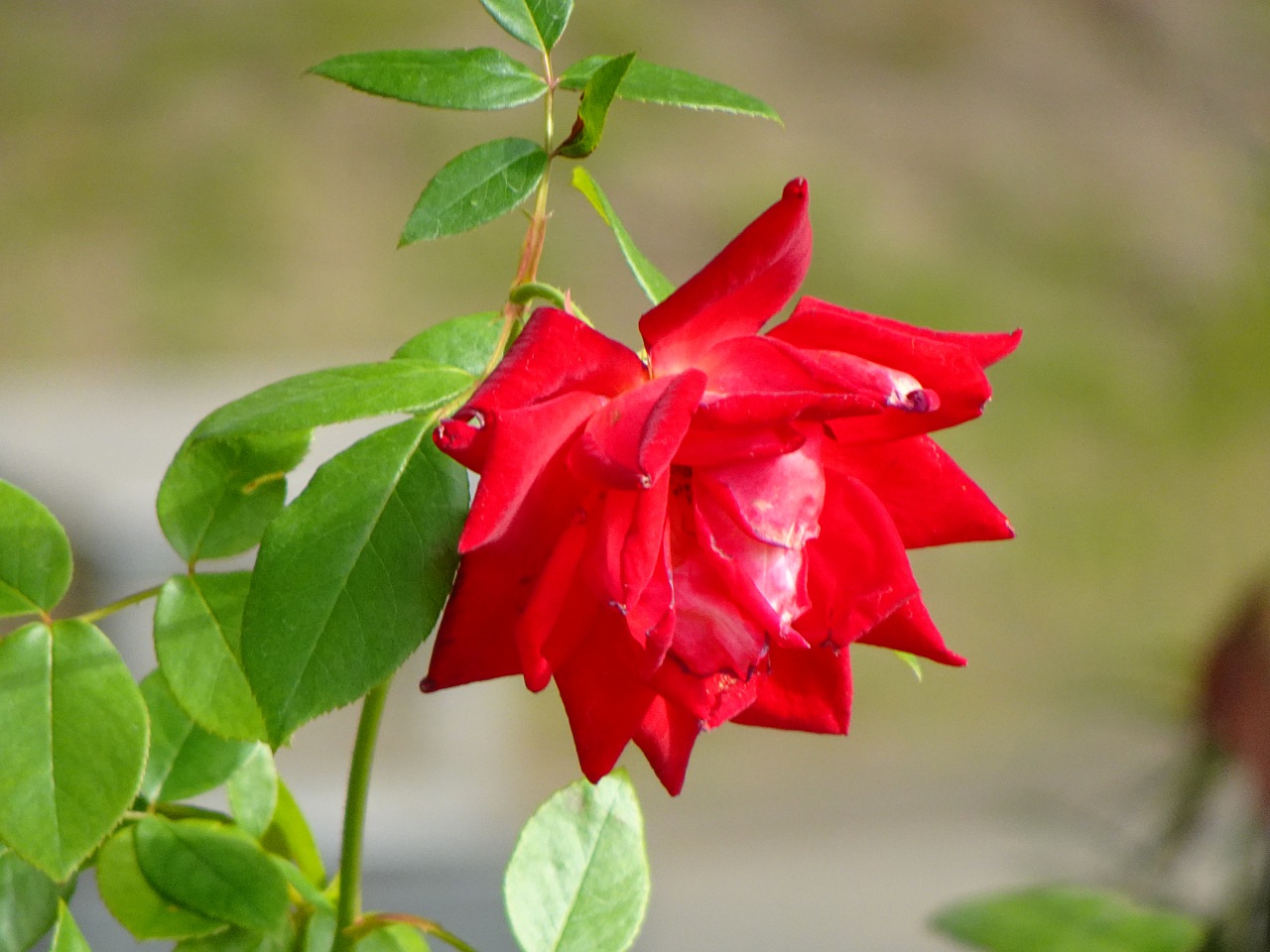 世界最輕巧，28 倍變焦的掌中長砲 Sony DSC-HX99 實拍評測