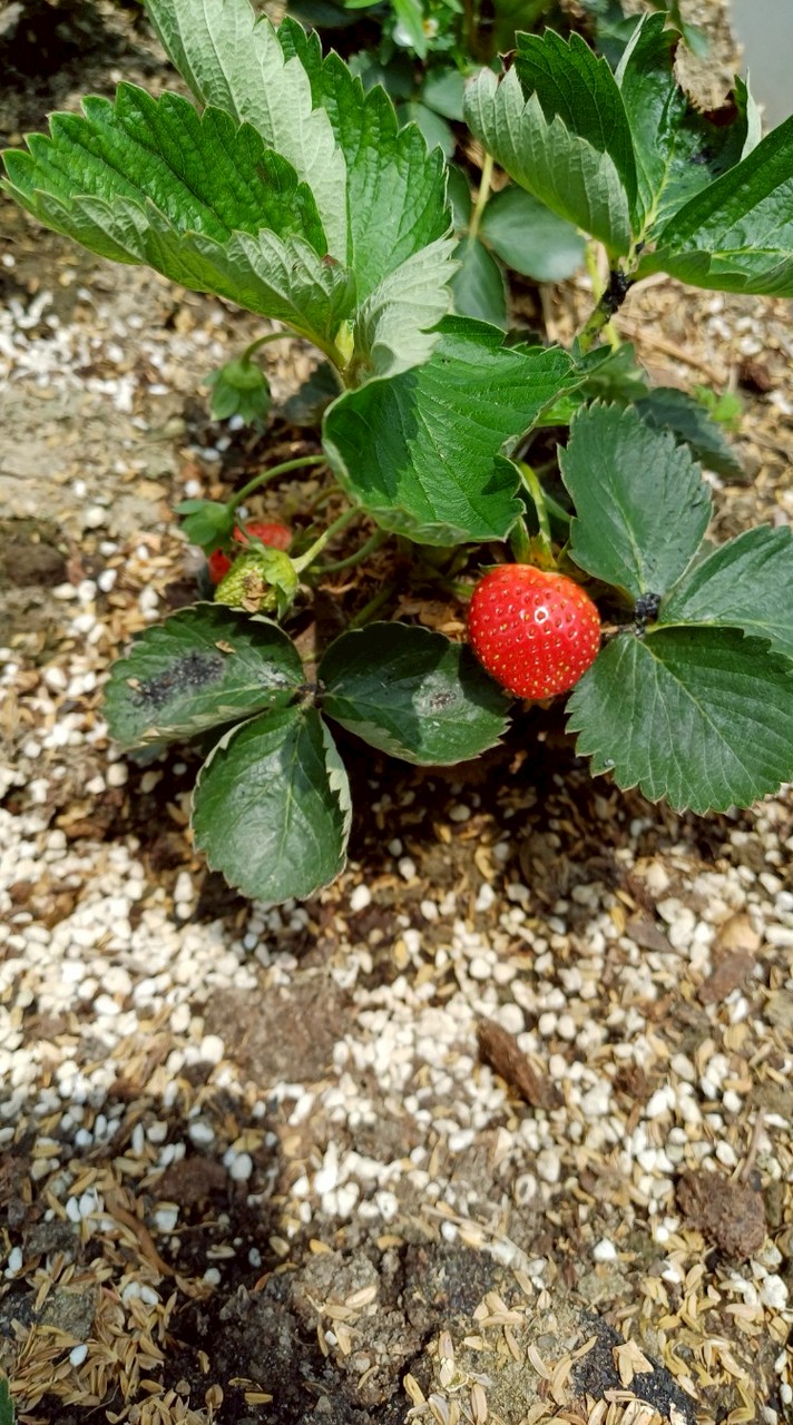 國安綜合