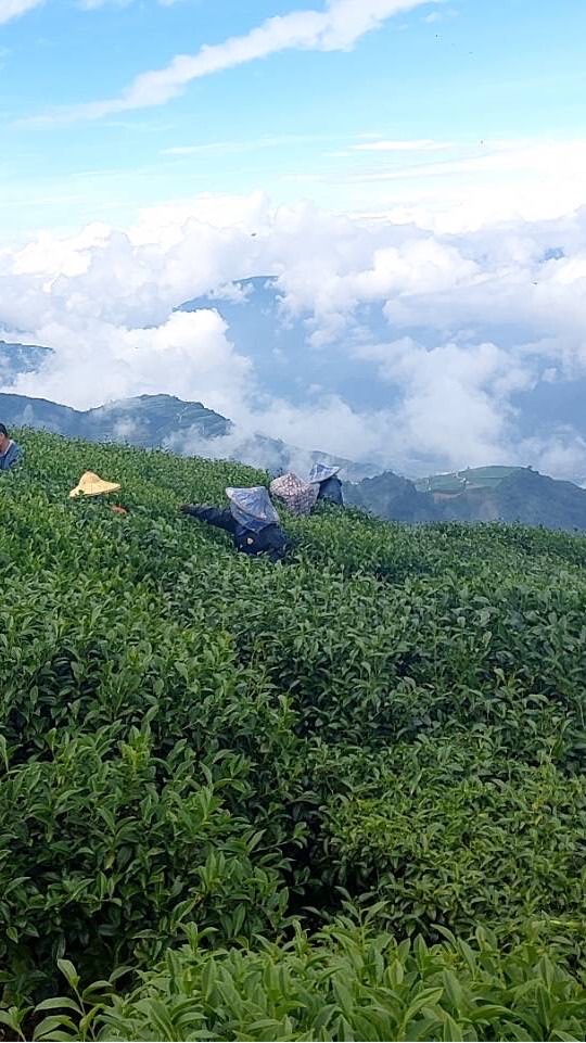 樂菁-台灣高山農產團購福利社