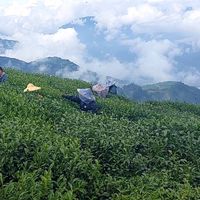 樂菁-台灣高山農產團購福利社