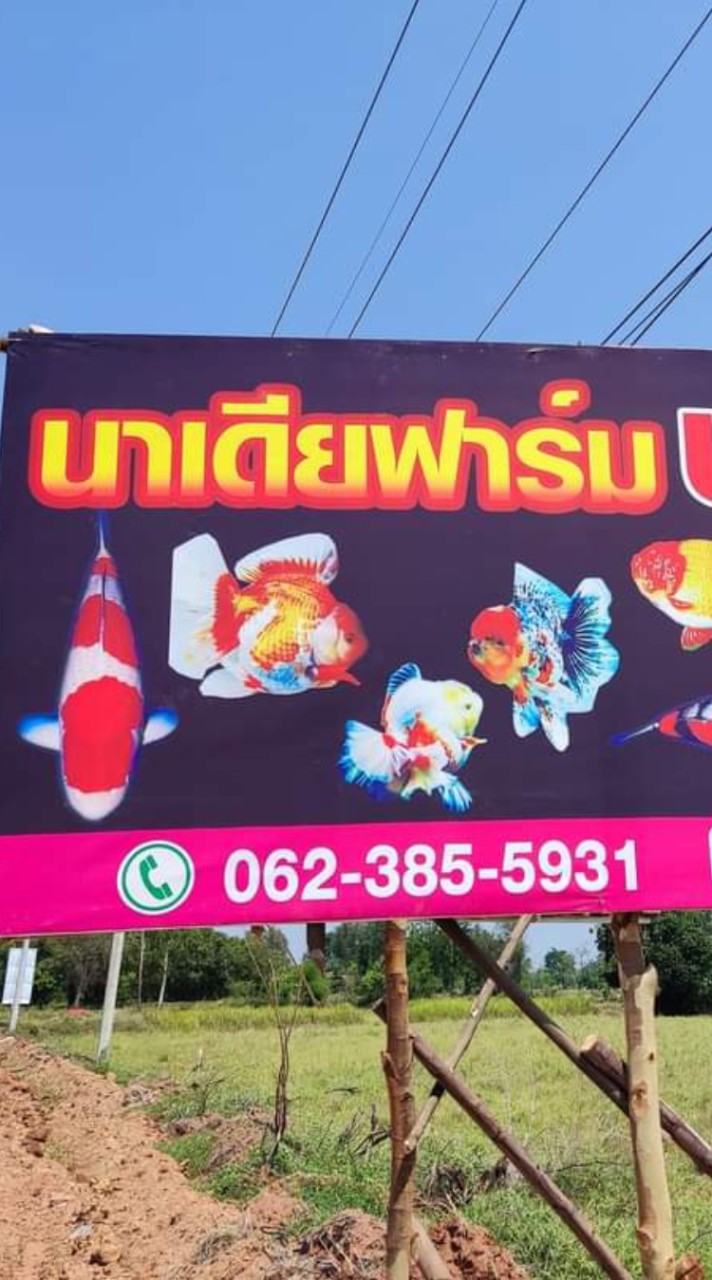 ปลาบอลลูน นาเดียร์ฟาร์ม