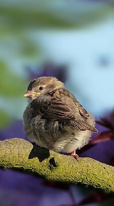 再び飛び立つためのお手伝いをします…少し休んでいきませんか^^🐦セラピストルーム【心の止まり木】🐦のオープンチャット