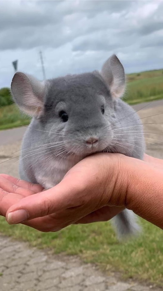 Chinchilla Thailand by Rodent Stuff