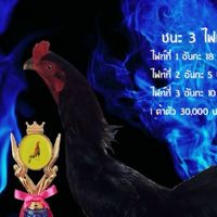 เก่งไก่ชน