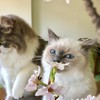うちの猫自慢【株式会社nyans公式】