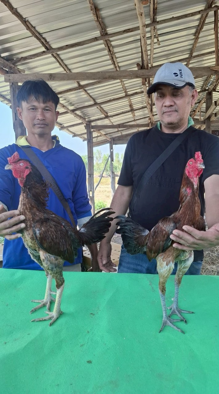 ซุ้มนายหัวไม้ สายพันธ์ เยียร์สนั่น คฤหาสน์ กุมารจีน มหานคร