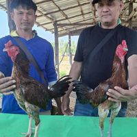 ซุ้มนายหัวไม้ สายพันธ์ เยียร์สนั่น คฤหาสน์ กุมารจีน มหานคร