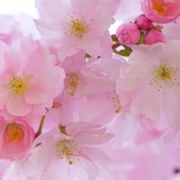 🍀還暦🍀過ぎの雑談　✴️輝けシニア60代　70代✴️参加募集再開しました‼️